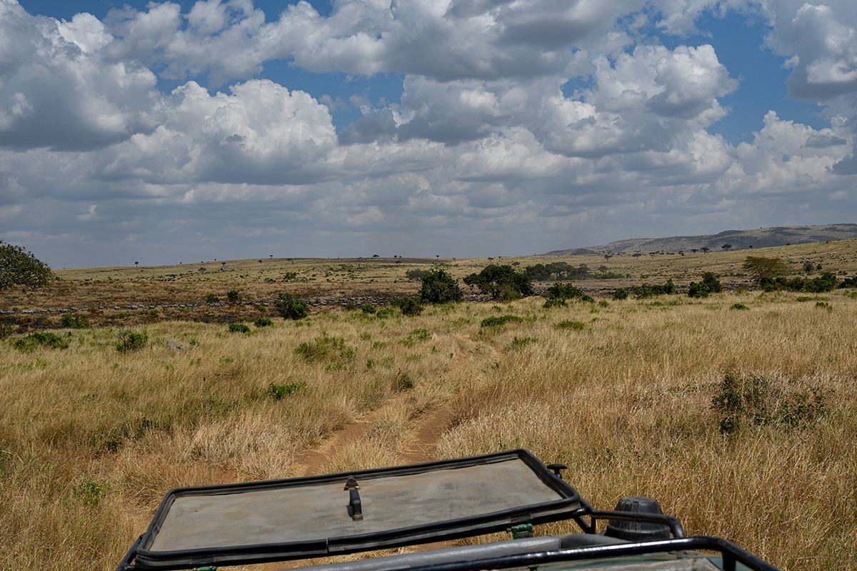_R056902_20180727_130947_3974Masai Mara 2018.jpg