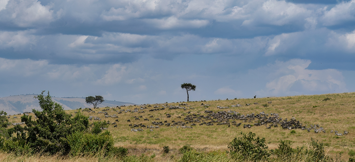 _R056918_20180727_133535_3976Masai Mara 2018.jpg