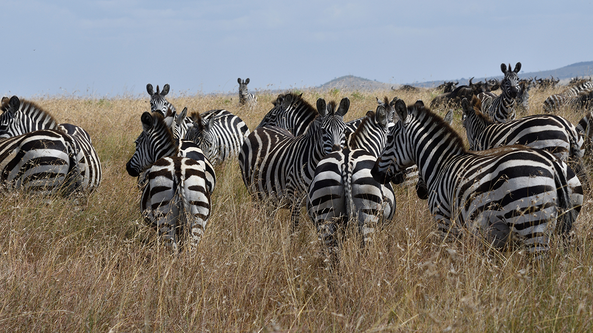 _R056936_20180727_143242_3977Masai Mara 2018.jpg