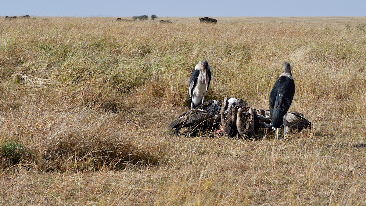 _R057015_20180728_085355_4411Masai Mara 2018_7367Masai Mara 2018.jpg