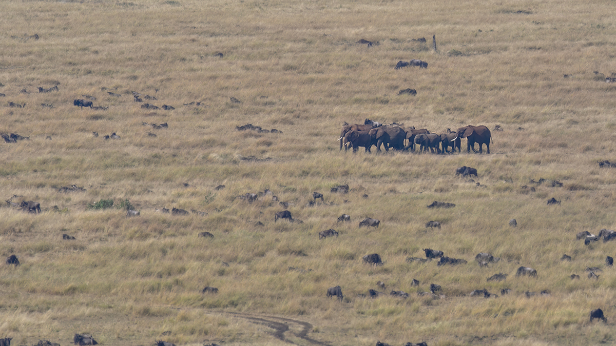 _R057031_20180728_093355_4412Masai Mara 2018_7368Masai Mara 2018.jpg