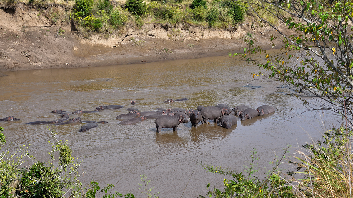 _R057077_20180728_094912_4414Masai Mara 2018_7370Masai Mara 2018.jpg