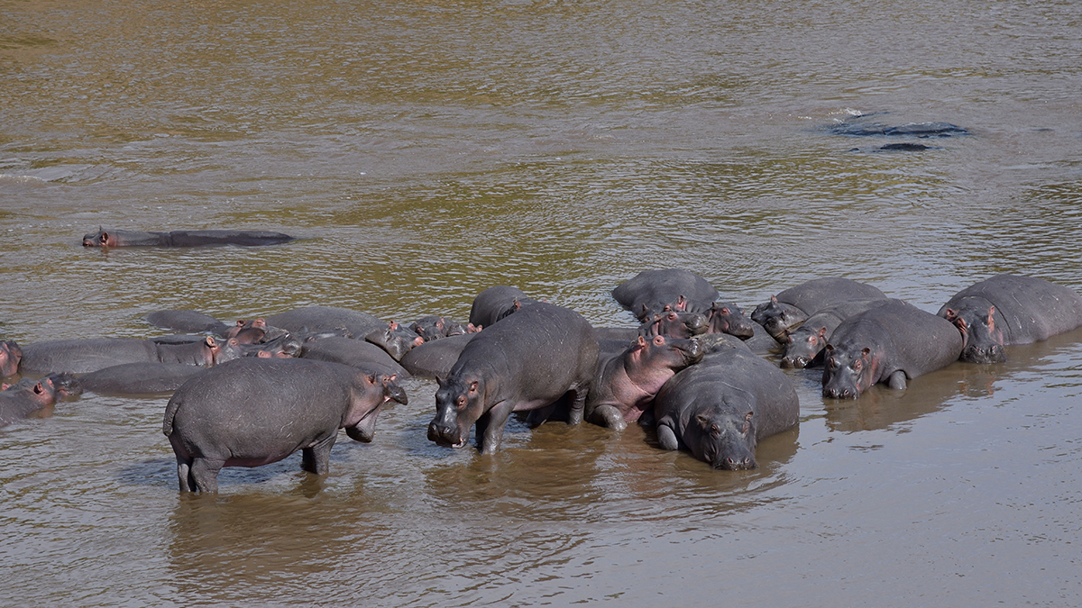 _R057082_20180728_094921_4415Masai Mara 2018_7371Masai Mara 2018.jpg