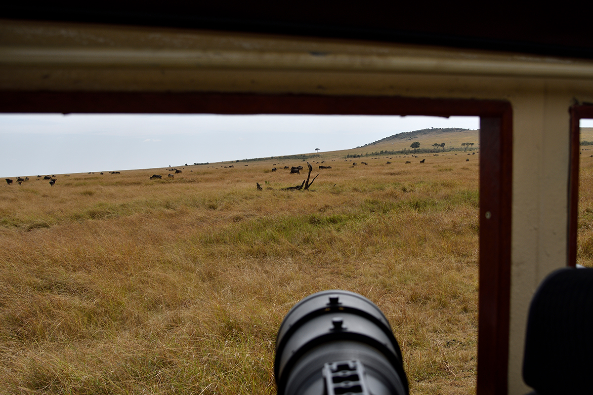 _R057093_20180728_104634_4417Masai Mara 2018_7373Masai Mara 2018.jpg