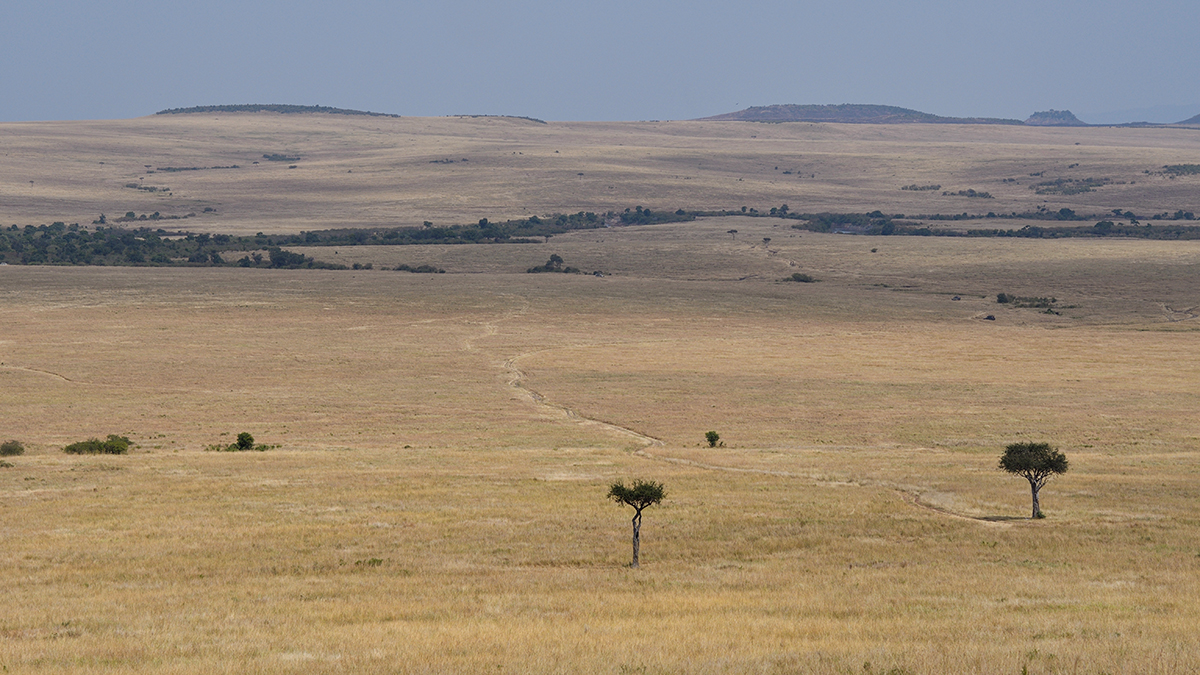 _R057096_20180728_110111_4420Masai Mara 2018_7376Masai Mara 2018.jpg