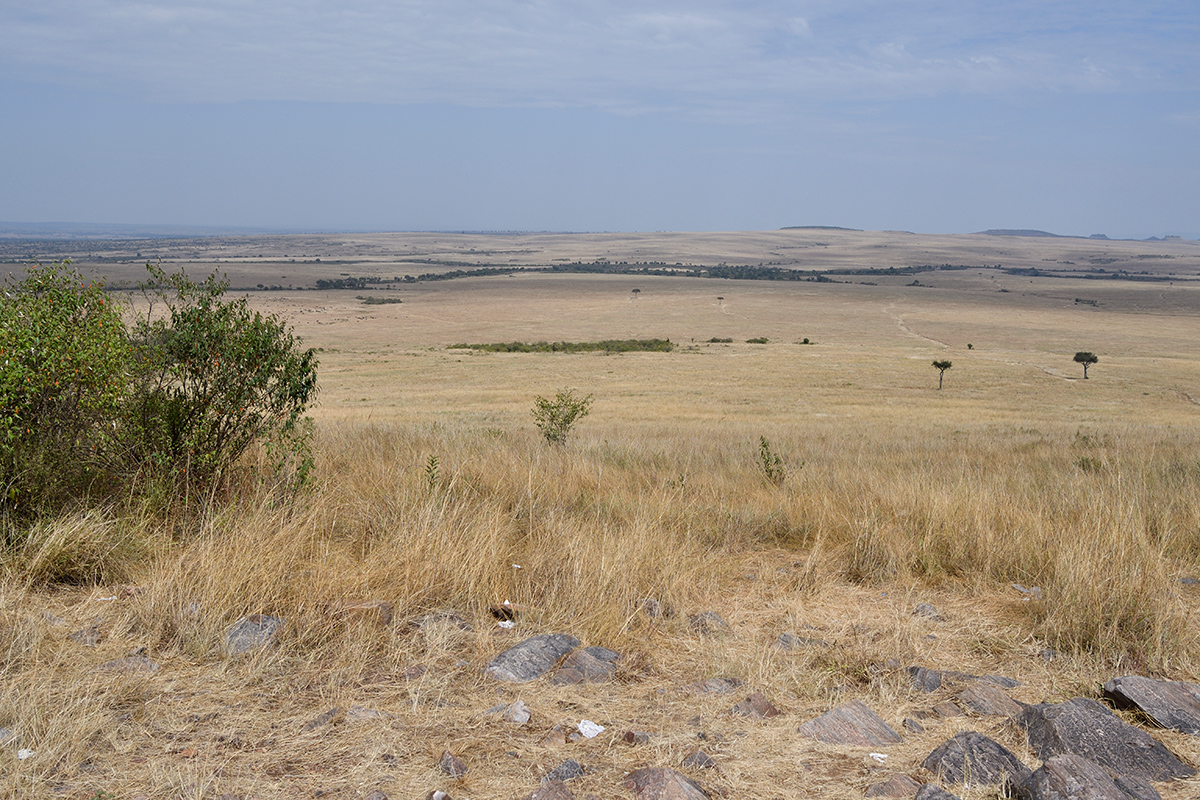 _R057097_20180728_110132_4421Masai Mara 2018_7377Masai Mara 2018.jpg