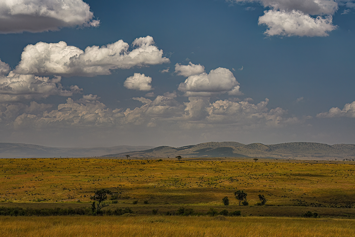 _R057118_20180728_111801_4423Masai Mara 2018_7379Masai Mara 2018.jpg