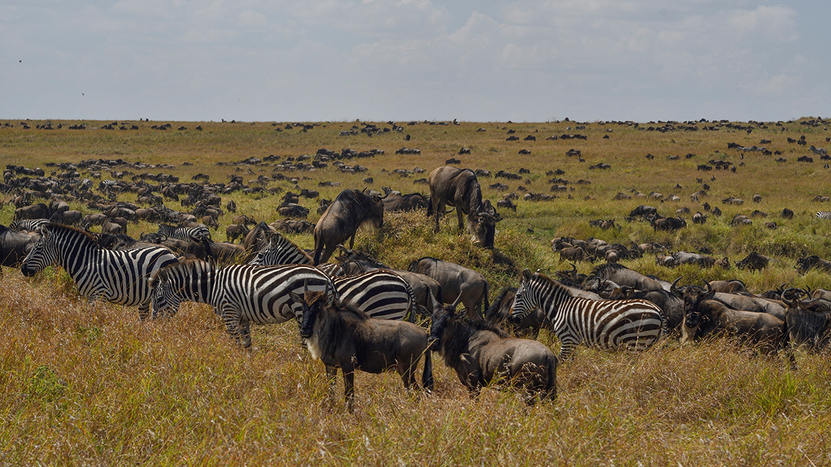 _R057129_20180728_112945_4425Masai Mara 2018_7381Masai Mara 2018.jpg