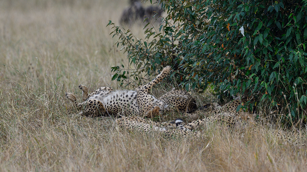 _R057156_20180728_123939_4426Masai Mara 2018_7382Masai Mara 2018.jpg