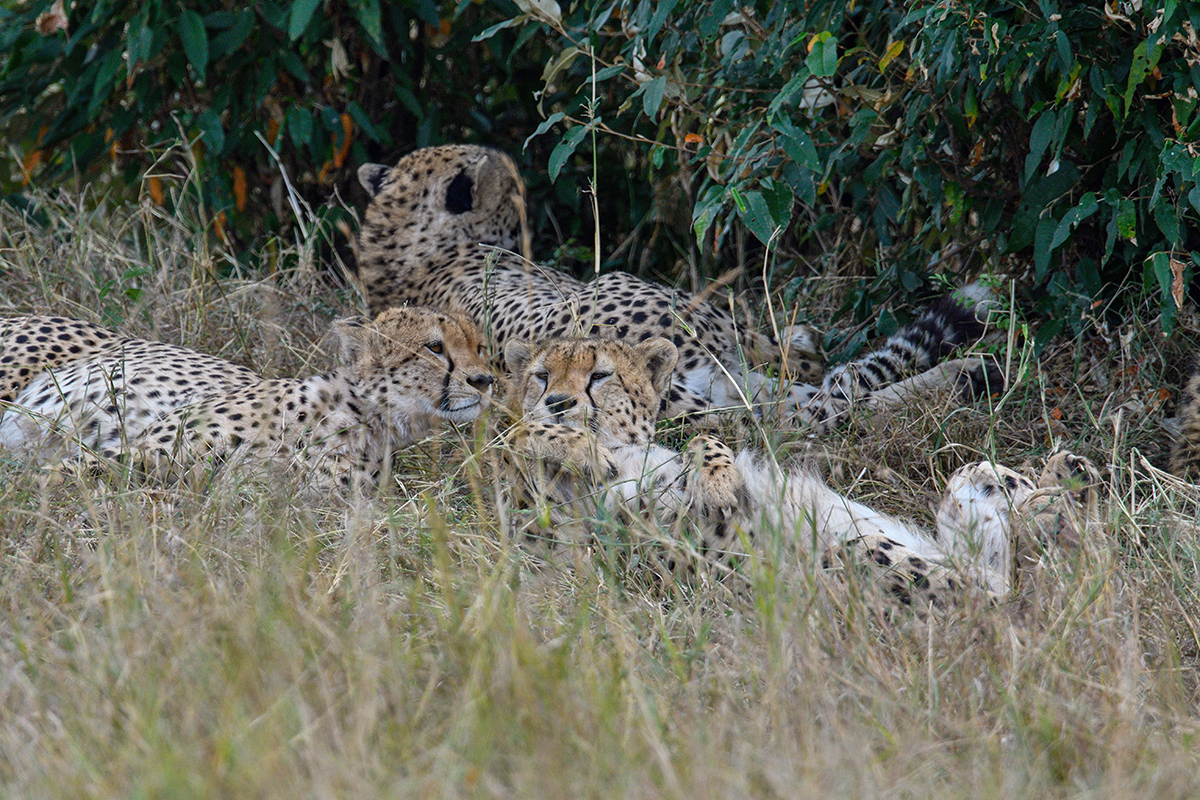 _R057274_20180728_125842_4431Masai Mara 2018_7387Masai Mara 2018.jpg