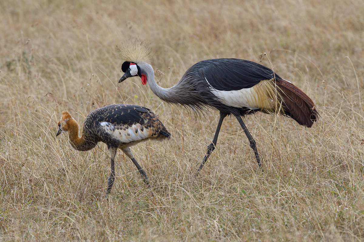 _R057390_20180728_144210_4437Masai Mara 2018_7393Masai Mara 2018.jpg