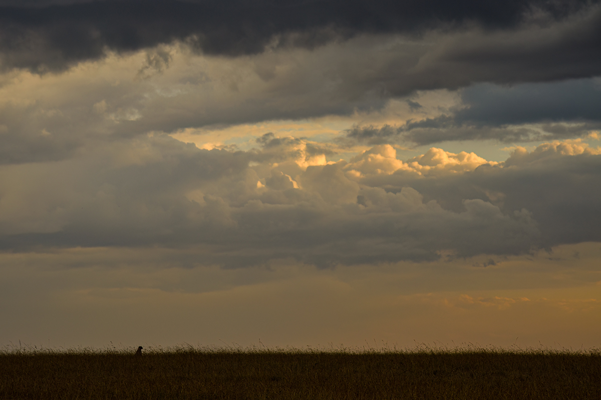 _R057547_20180728_180151_4446Masai Mara 2018_7402Masai Mara 2018.jpg