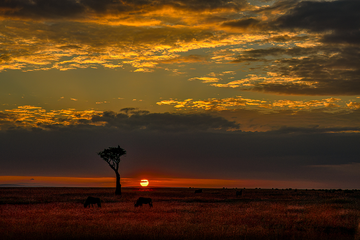 _R057603_20180729_065114_4797Masai Mara 2018_7718Masai Mara 2018.jpg