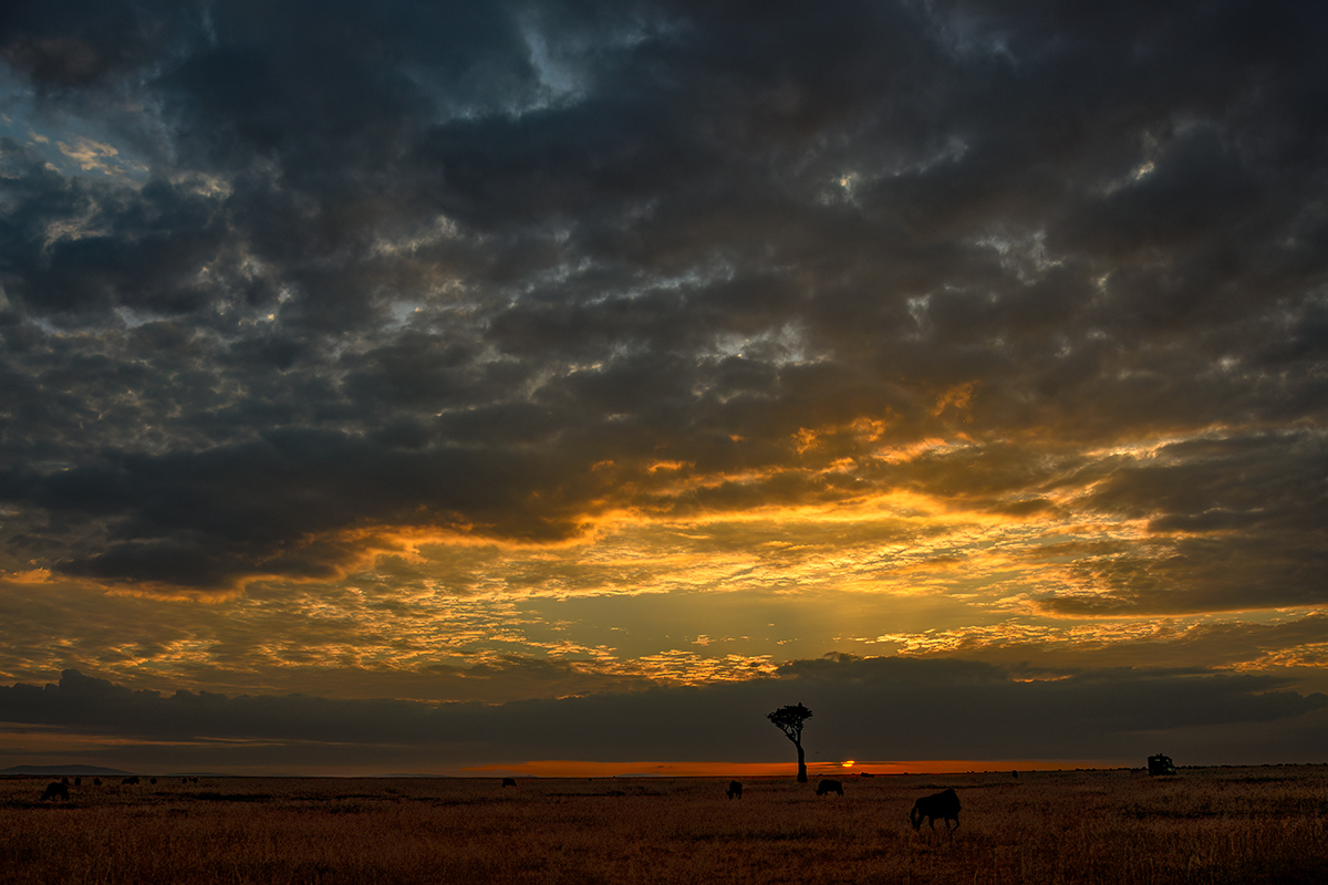 _R057612_20180729_065247_4799Masai Mara 2018_7720Masai Mara 2018.jpg