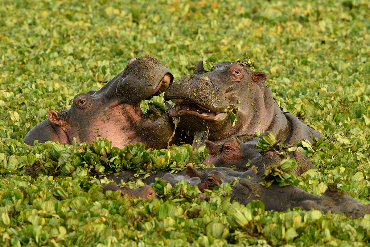 _R057626_20180729_072923_4802Masai Mara 2018_7723Masai Mara 2018.jpg
