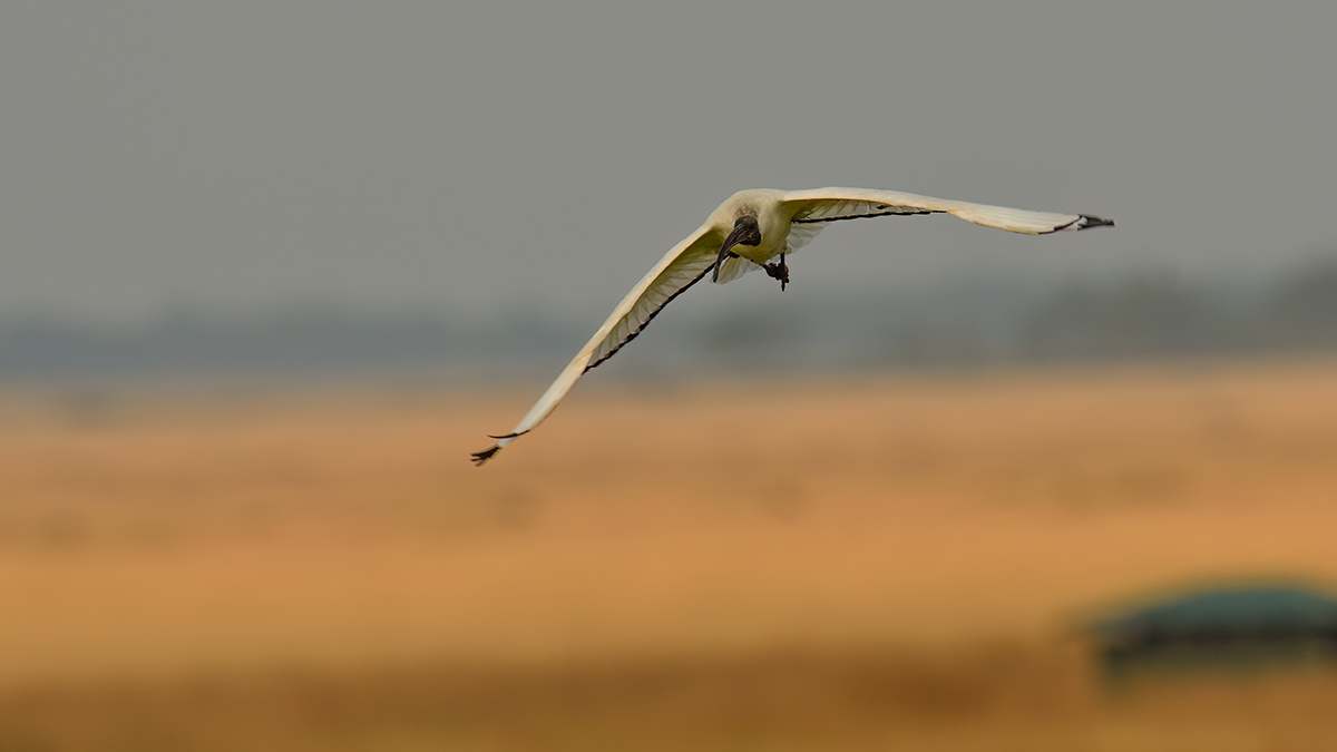 _R057660_20180729_072946_4805Masai Mara 2018_7726Masai Mara 2018.jpg