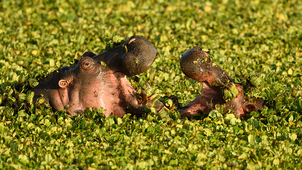 _R057897_20180729_074308_4838Masai Mara 2018_7759Masai Mara 2018.jpg