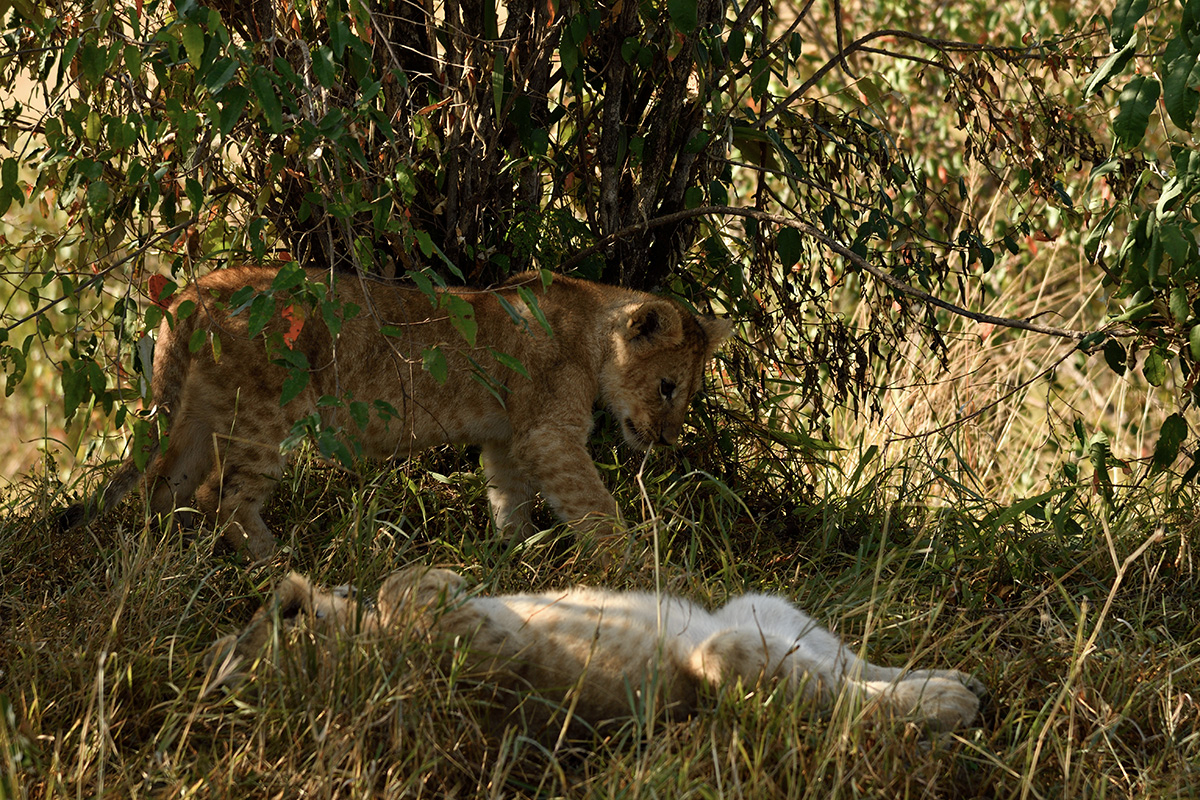 _R057905_20180729_085749_4839Masai Mara 2018_7760Masai Mara 2018.jpg