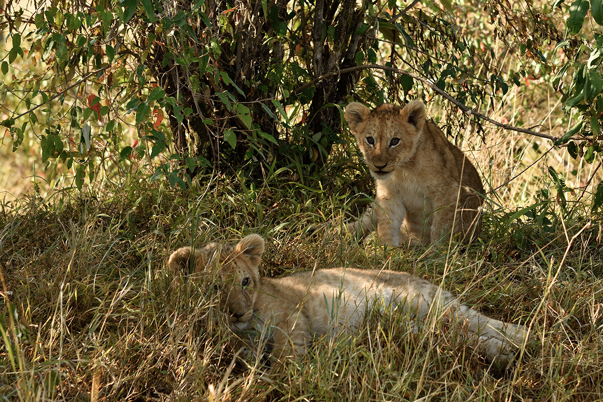 _R057935_20180729_085807_4842Masai Mara 2018_7763Masai Mara 2018.jpg