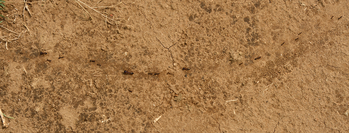 _R057978_20180729_112209_4845Masai Mara 2018_7766Masai Mara 2018.jpg