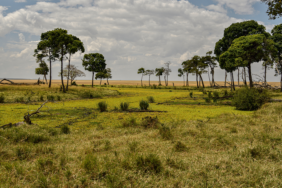 _R058037_20180729_130651_4849Masai Mara 2018_7770Masai Mara 2018.jpg