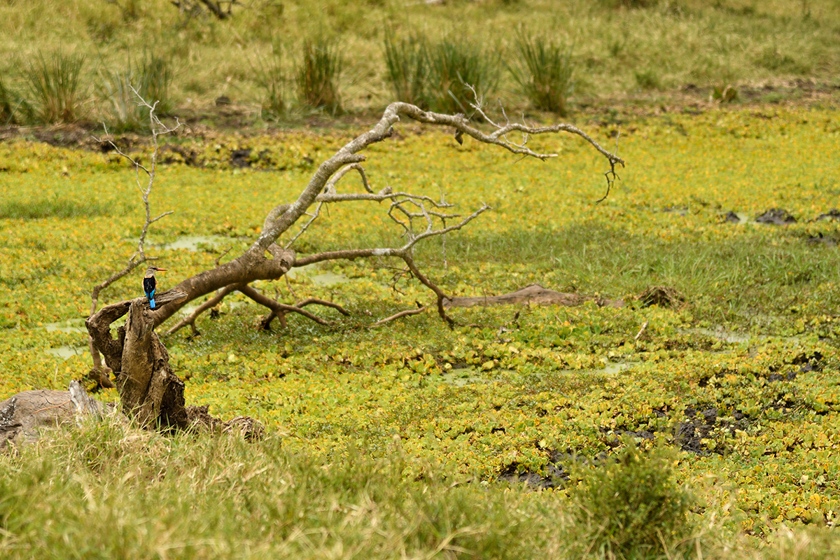 _R058044_20180729_130706_4850Masai Mara 2018_7771Masai Mara 2018.jpg