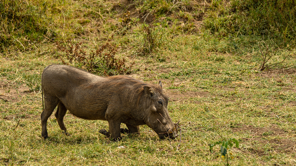 _R058046_20180729_143015_4851Masai Mara 2018_7772Masai Mara 2018.jpg