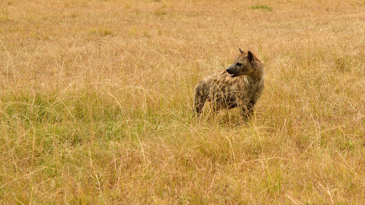 _R058053_20180729_144003_4852Masai Mara 2018_7773Masai Mara 2018.jpg