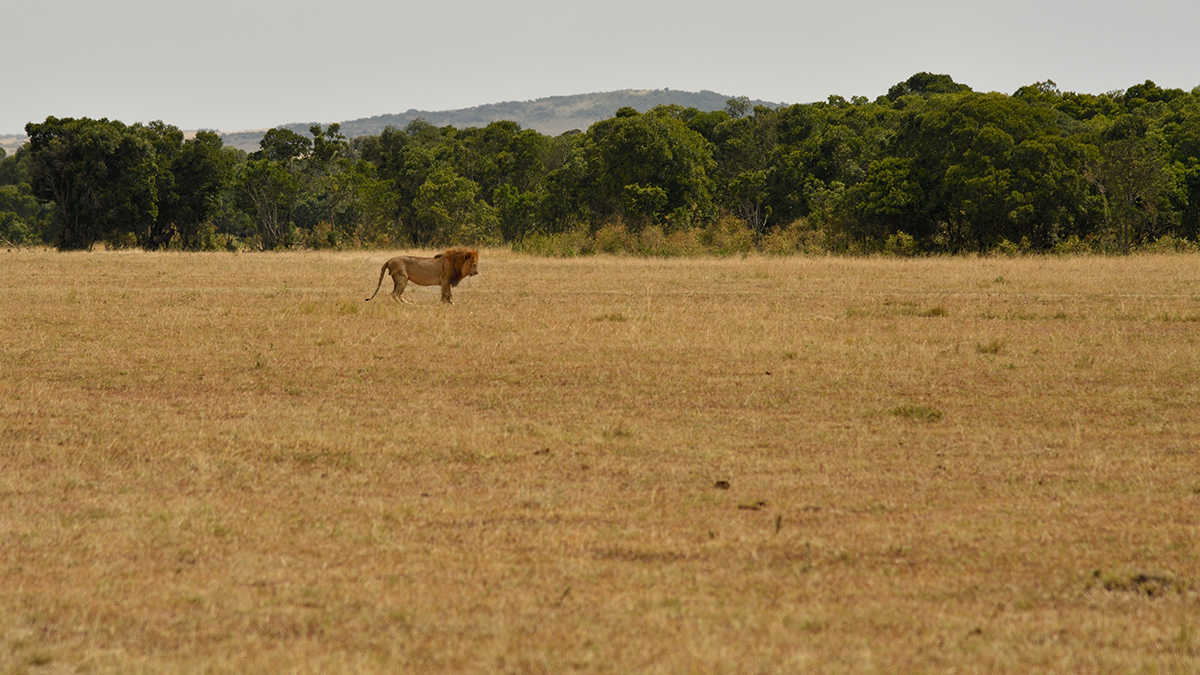 _R058055_20180729_144018_4853Masai Mara 2018_7774Masai Mara 2018.jpg