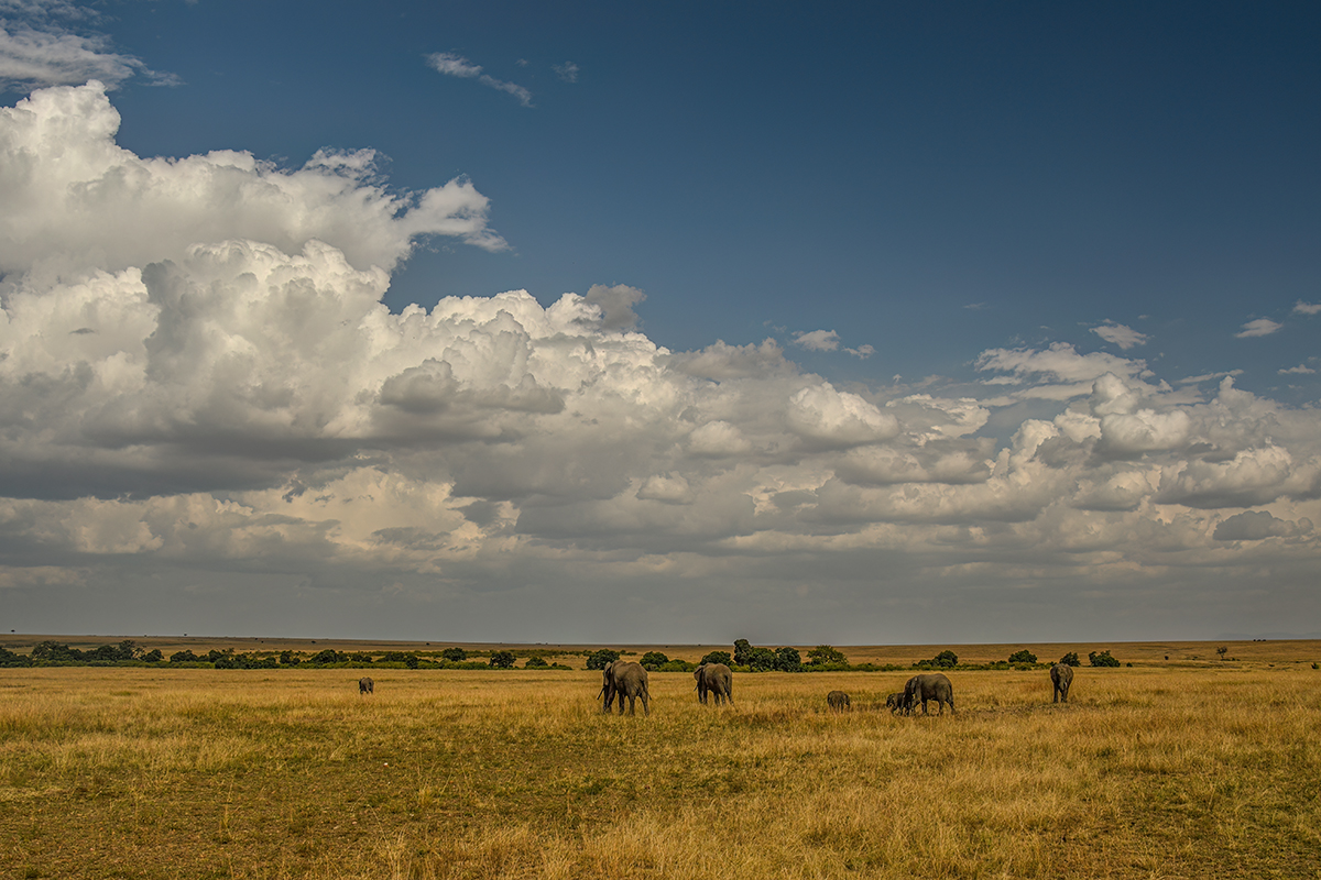 _R058062_20180729_160705_4854Masai Mara 2018_7775Masai Mara 2018.jpg