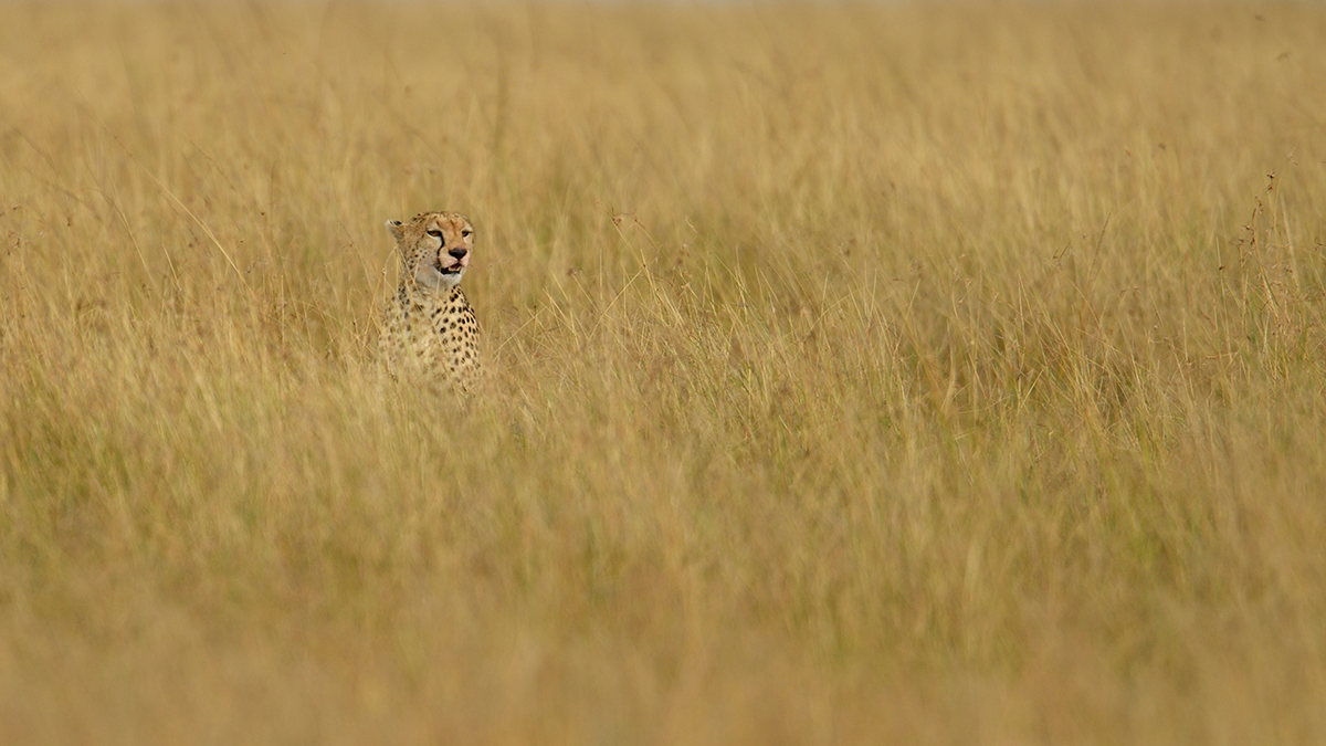 _R058064_20180729_163832_4855Masai Mara 2018_7776Masai Mara 2018.jpg