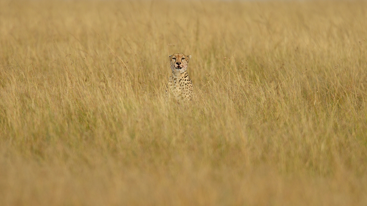 _R058069_20180729_163834_4856Masai Mara 2018_7777Masai Mara 2018.jpg