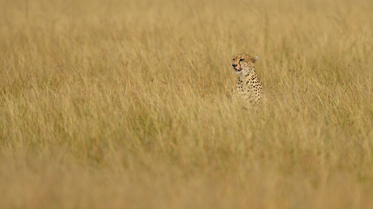 _R058074_20180729_163836_4857Masai Mara 2018_7778Masai Mara 2018.jpg