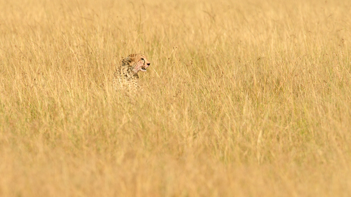 _R058118_20180729_164718_4858Masai Mara 2018_7779Masai Mara 2018.jpg