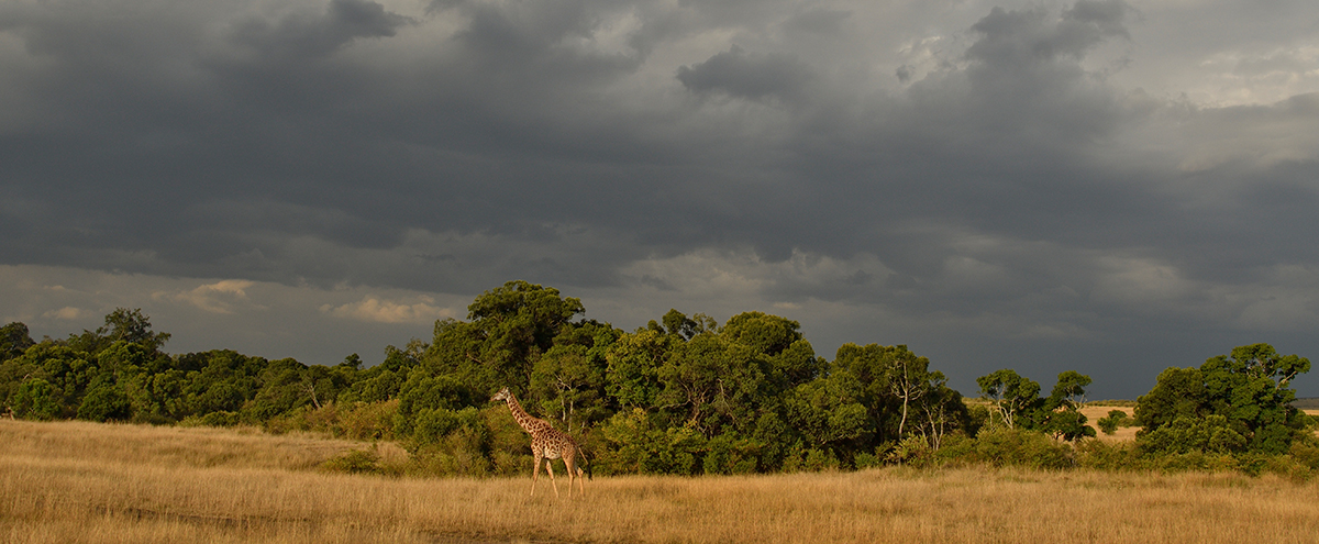_R058273_20180729_174502_4860Masai Mara 2018_7781Masai Mara 2018.jpg