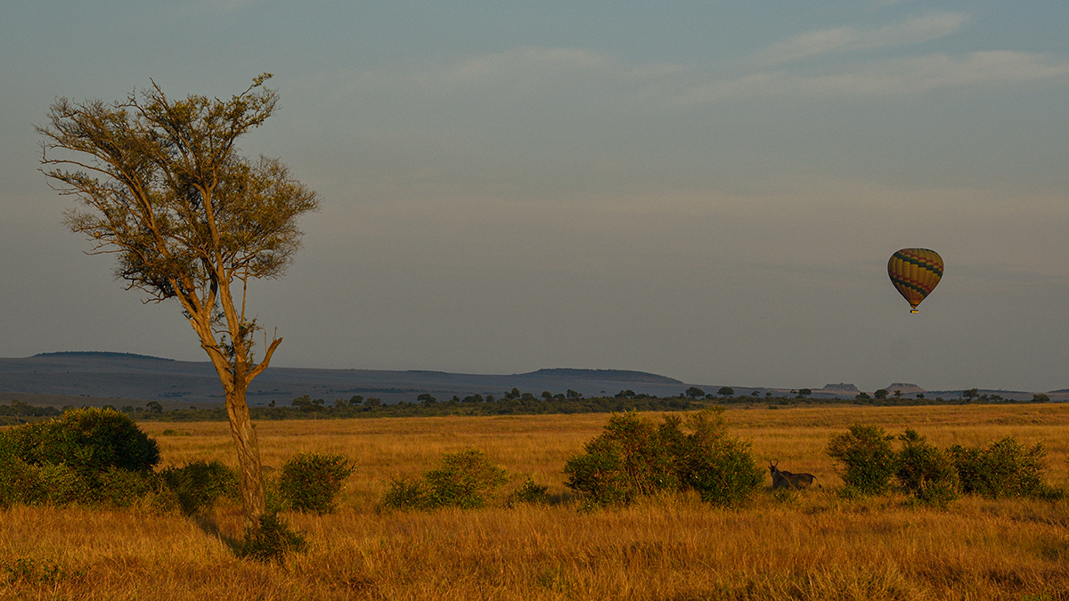 _R058310_20180730_072505_5068Masai Mara 2018_6706Masai Mara 2018.jpg
