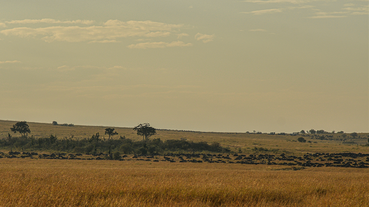 _R058333_20180730_073950_5070Masai Mara 2018_6708Masai Mara 2018.jpg