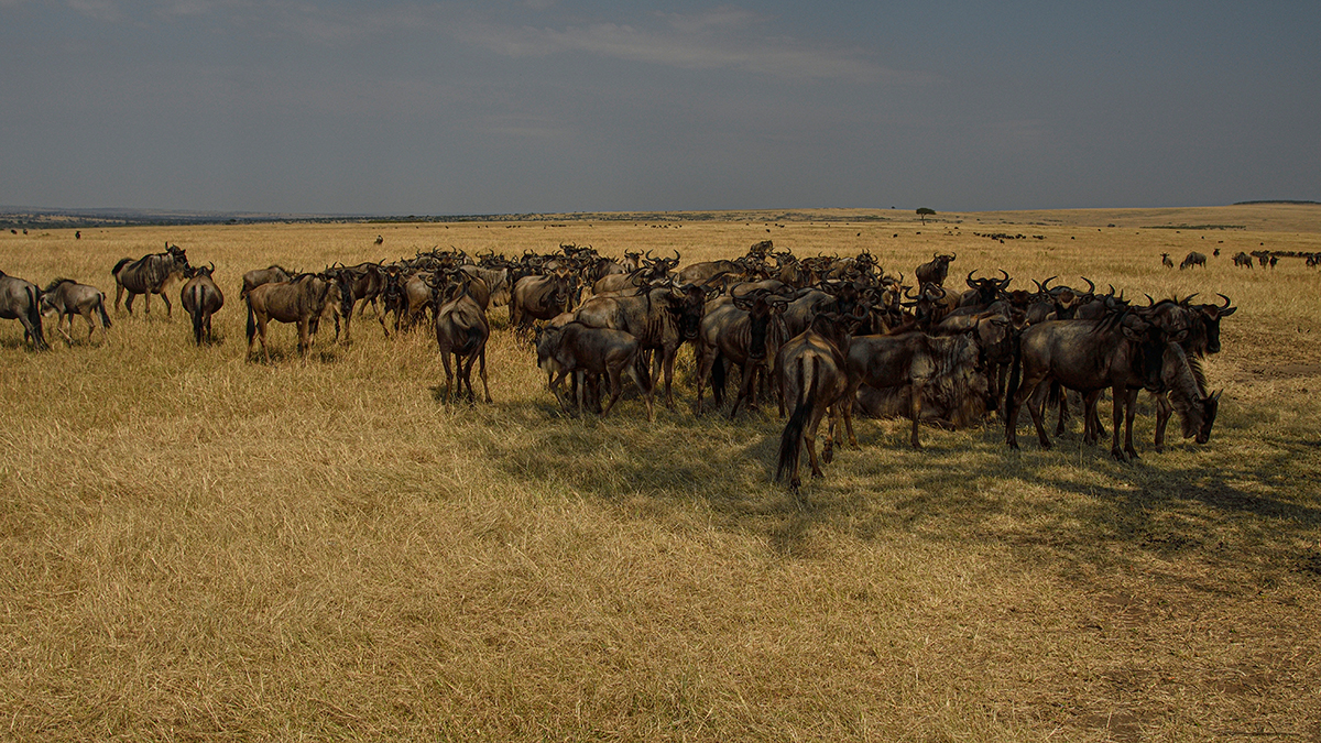 _R058439_20180730_100921_5077Masai Mara 2018_6715Masai Mara 2018.jpg