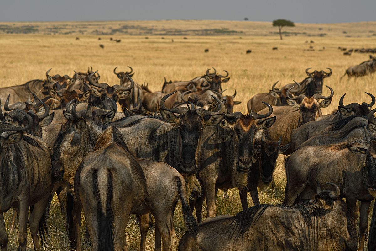 _R058442_20180730_100926_5078Masai Mara 2018_6716Masai Mara 2018.jpg