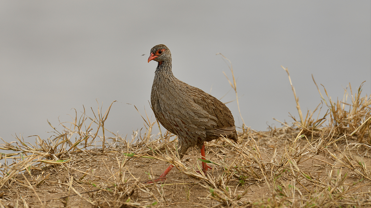 _R058517_20180730_115724_5083Masai Mara 2018_6721Masai Mara 2018.jpg