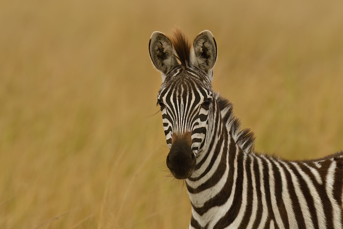 _R059502_20180730_123542_5114Masai Mara 2018_6752Masai Mara 2018.jpg