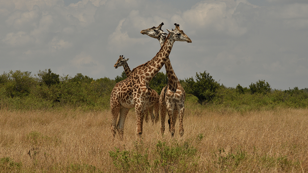 _R059529_20180730_125845_5116Masai Mara 2018_6754Masai Mara 2018.jpg