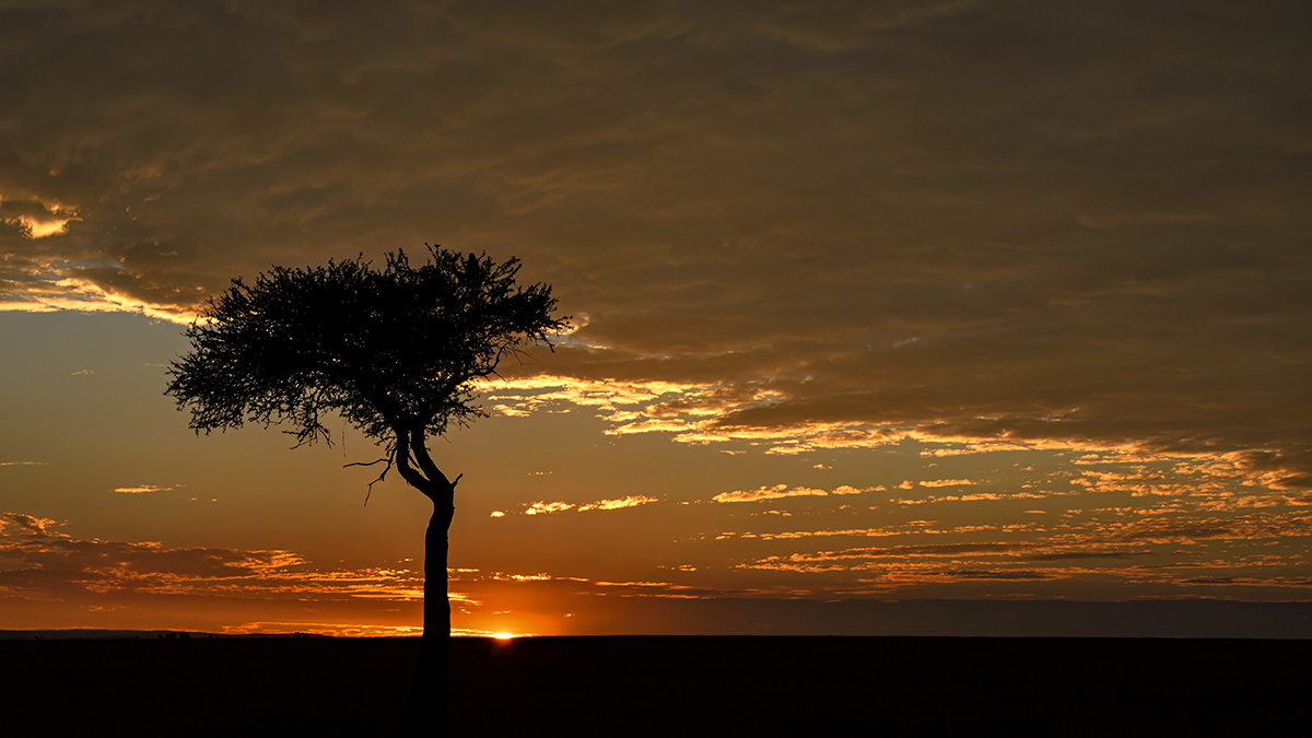 _R059761_20180731_064920_5746Masai Mara 2018_7130Masai Mara 2018.jpg
