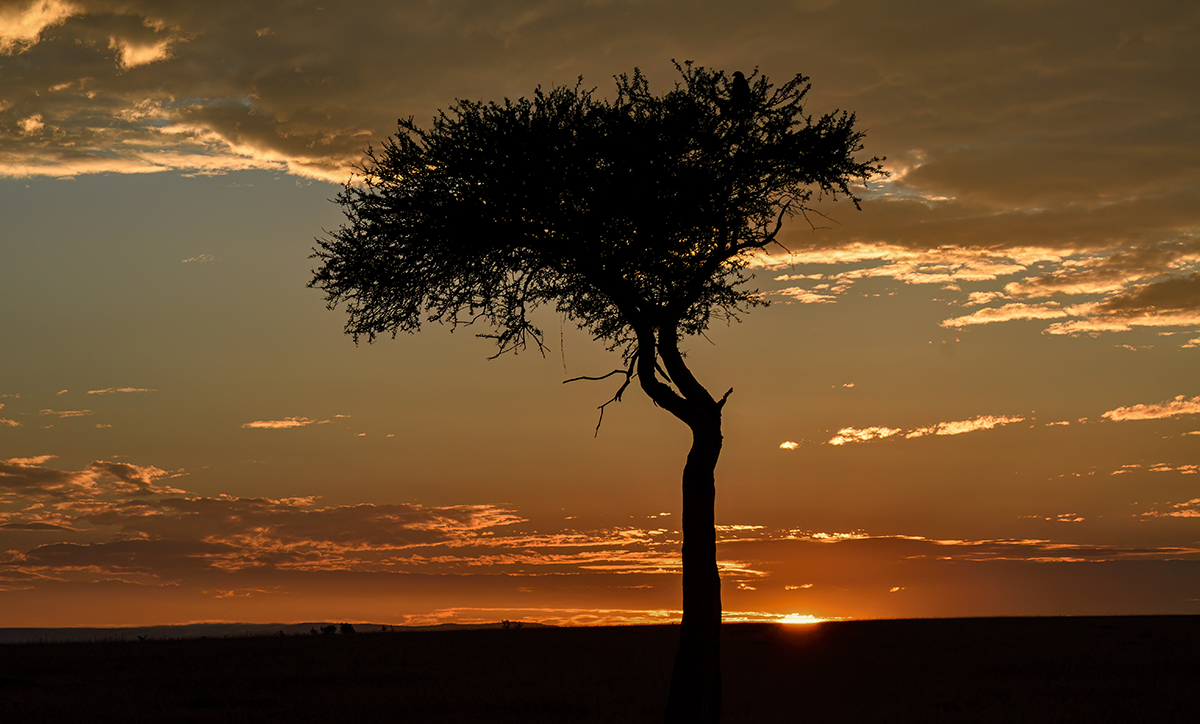 _R059773_20180731_064958_5748Masai Mara 2018_7132Masai Mara 2018.jpg