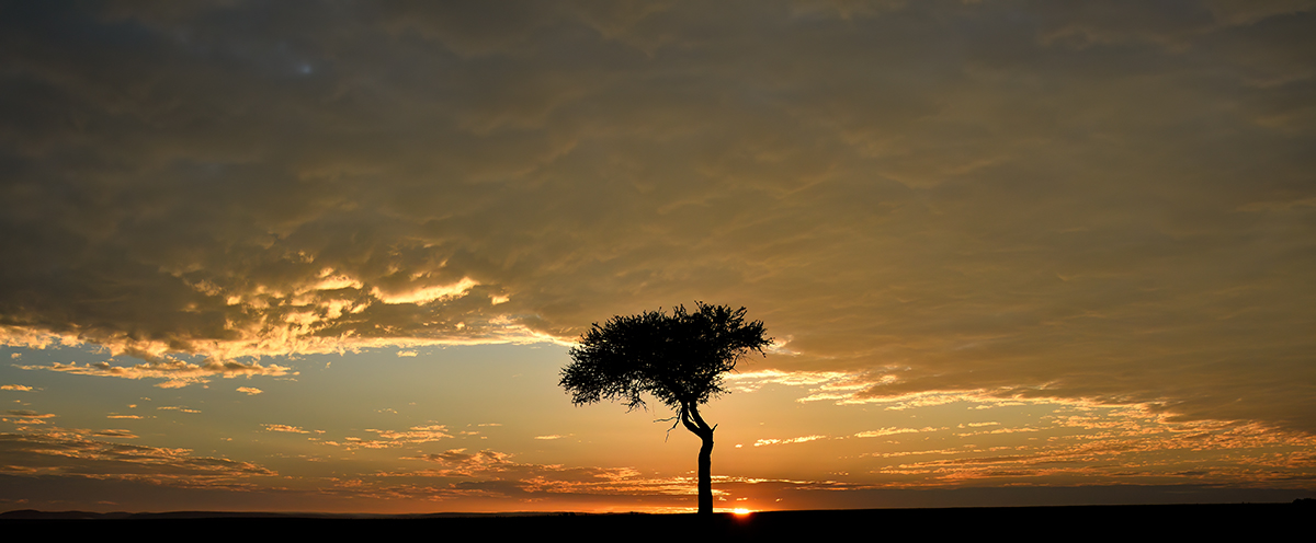 _R059782_20180731_065027_5749Masai Mara 2018_7133Masai Mara 2018.jpg