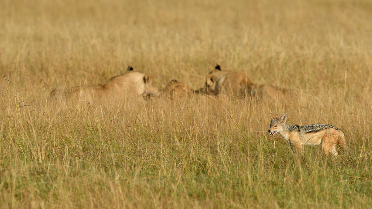 _R059810_20180731_074435_5755Masai Mara 2018_7139Masai Mara 2018.jpg
