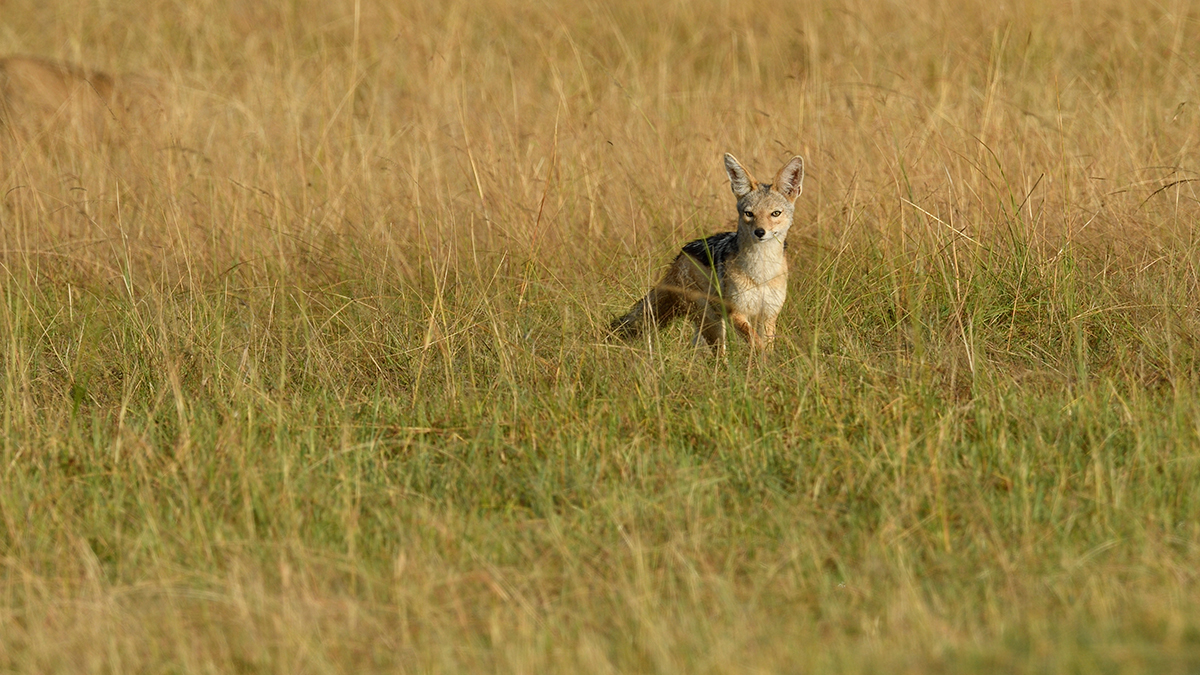 _R059826_20180731_074507_5756Masai Mara 2018_7140Masai Mara 2018.jpg