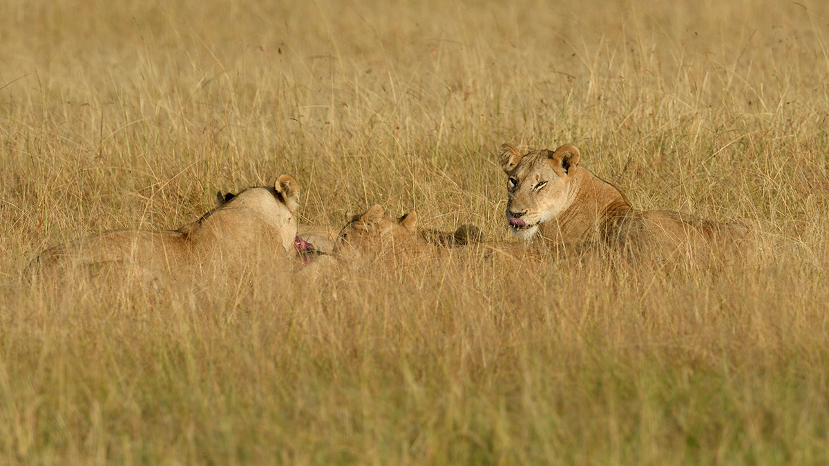 _R059841_20180731_074526_5757Masai Mara 2018_7141Masai Mara 2018.jpg