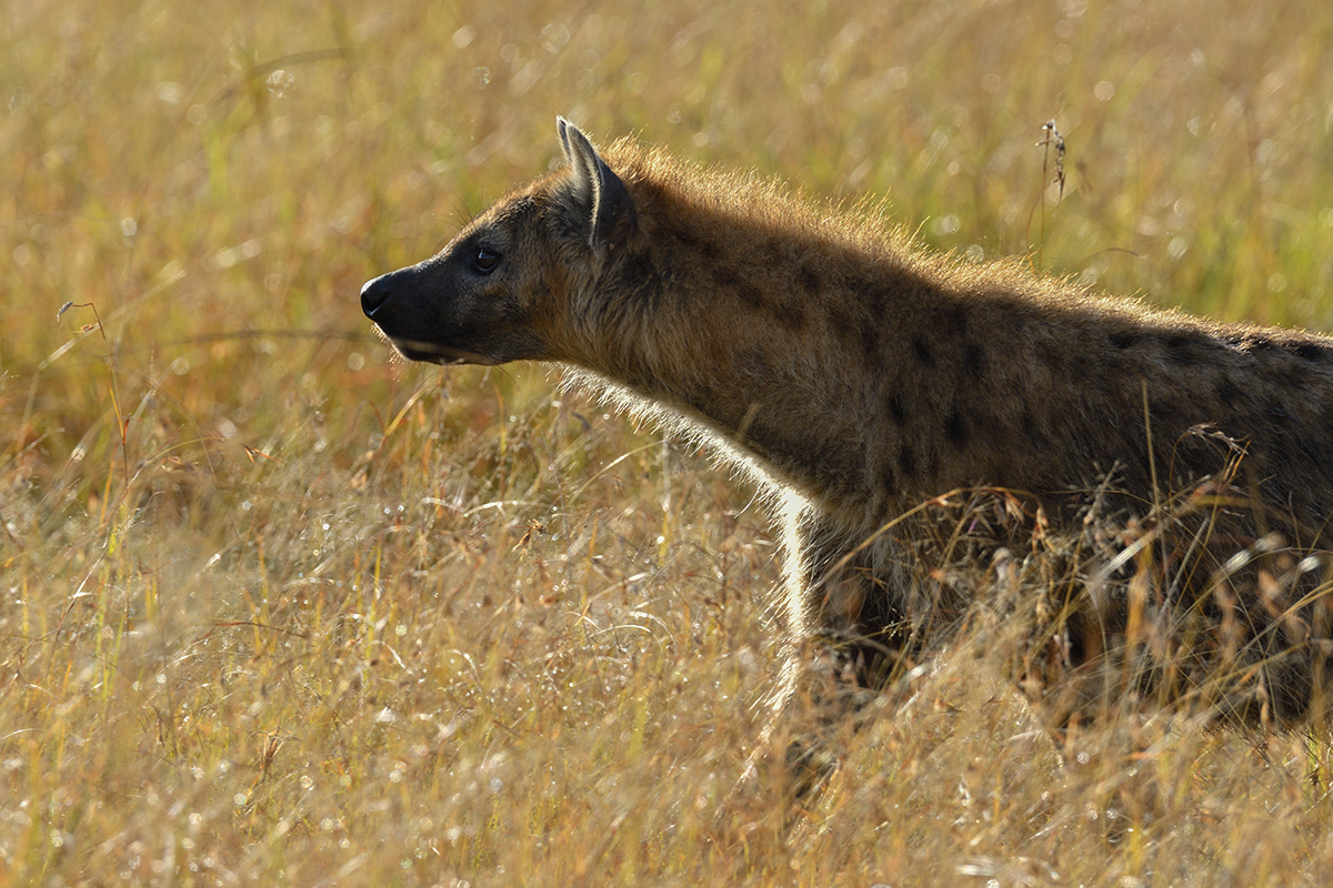 _R059894_20180731_080722_5762Masai Mara 2018_7146Masai Mara 2018.jpg