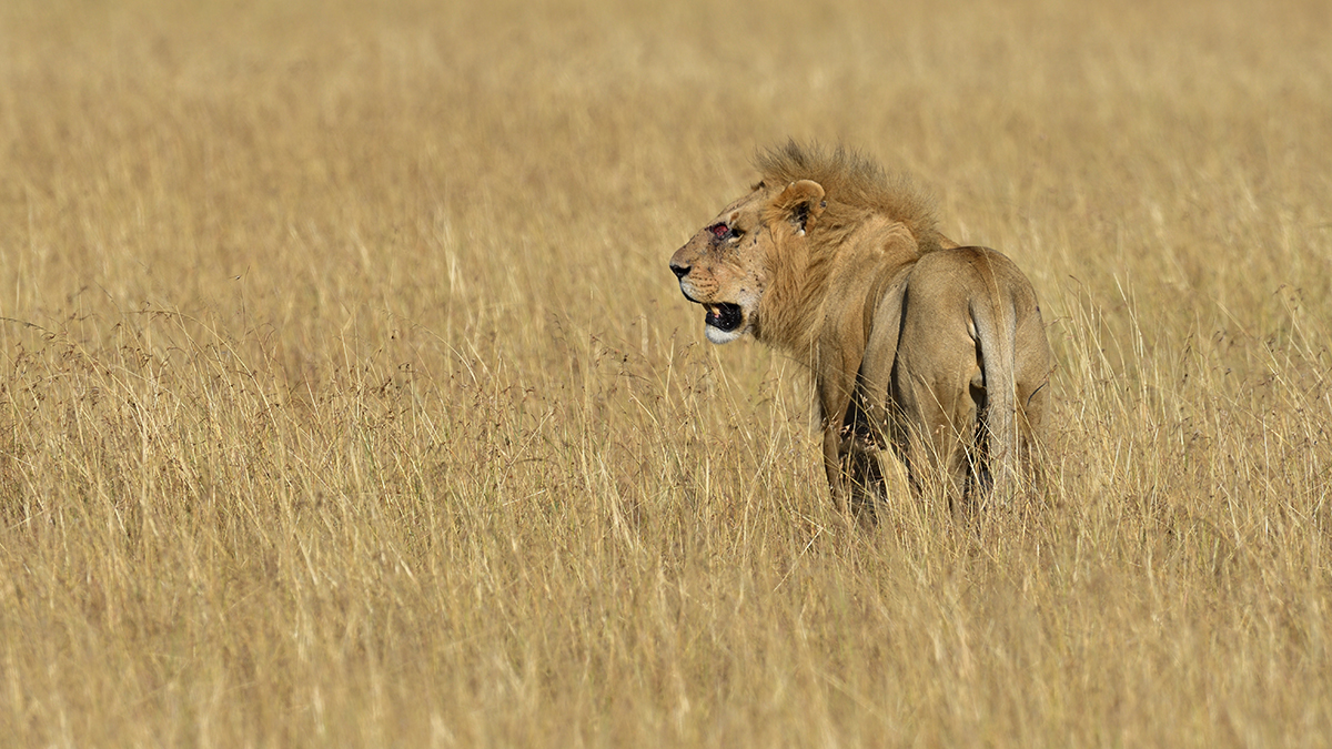 _R059964_20180731_084306_5764Masai Mara 2018_7148Masai Mara 2018.jpg